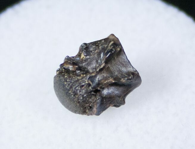 Gar Fish Vertebrae - Hell Creek Formation #12802